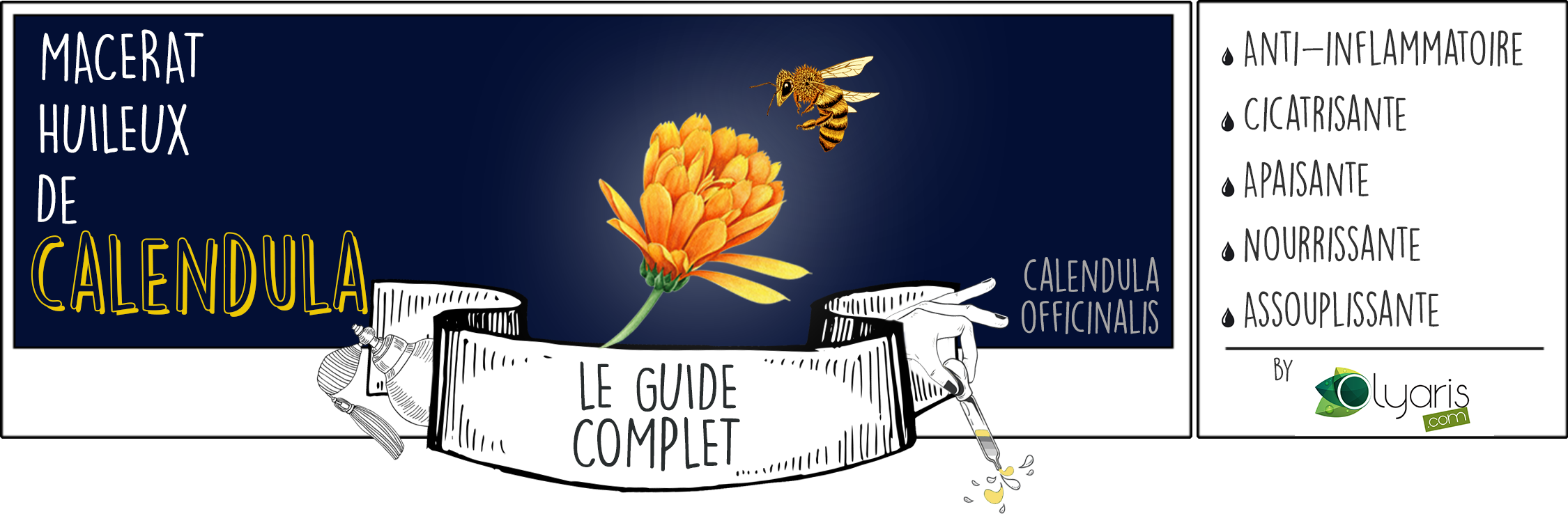 Huile Végétale de Calendula (Macérât Huileux) : le Guide d'Utilisation Complet - Olyaris